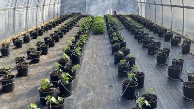 Tomato crop in early season production