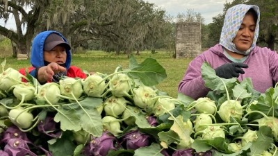 Workers Noemi & Magnolia processing kohlrabi