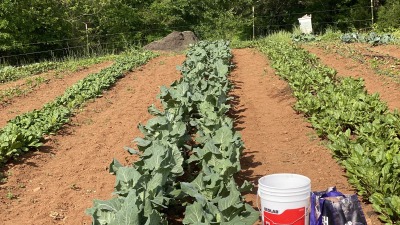 Collard greens, beets and spinach . products of Harvest roots 