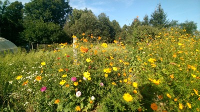 Pollinator garden. 