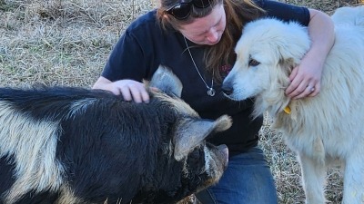 Our pasture pig and LGD