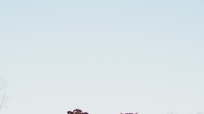 cows in a pasture facing the camera with a blue clear sky