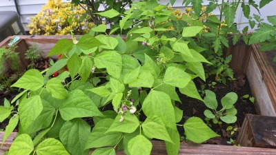 green beans and tomatoes
