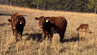 My herd