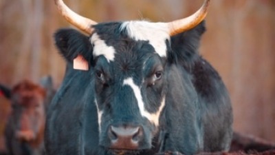 a black cow with horns and white patches on its face and a black calf looking at the camera