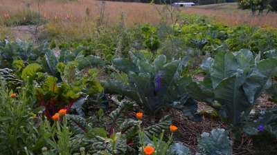 Companion planting