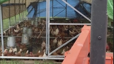 part of a tractor facing a mobile chicken house