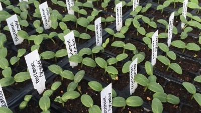 Cucumber seedlings