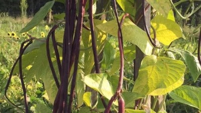 Chinese Red Noodle Beans
