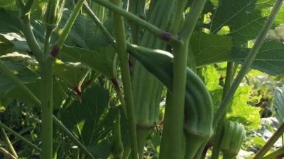 Okra in Ohio