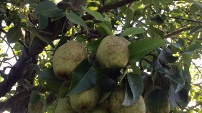 Bartlett pears 