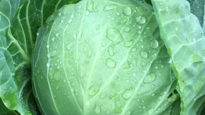 Cabbage 