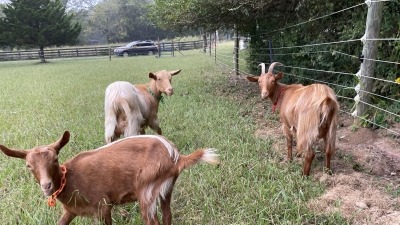 Merry, Flora and Rose. Guernsey milk goat doelings.