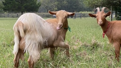 Flora and Rose. Guernsey milk goat doelings.
