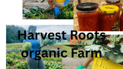 This image shows vibrant scenes from Harvest Roots Organic Farm, featuring the team actively engaged in farming and value-added production. You can see farmers harvesting leafy greens, preparing fresh produce, and displaying homemade canned products  sauces. The collage highlights the farm’s focus on organic, sustainable agriculture and community-driven food production under the name Harvest Roots Organic Farm.