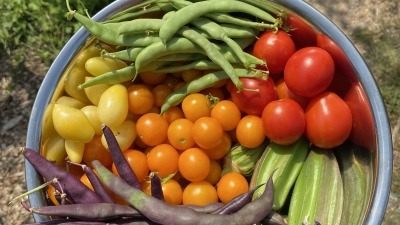 Bowl of fresh harvested vegetables