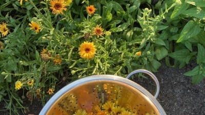 Harvesting calendula for salve