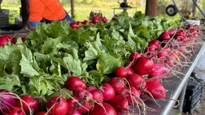 Washing radishes