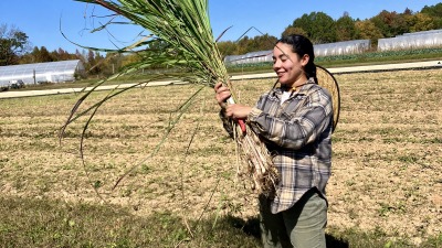Antonia harvesting lemongrass