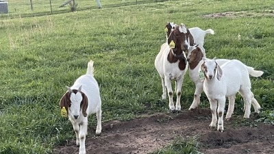 Boer cross meat goats