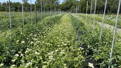 Young tomato crop + buckwheat cover mix