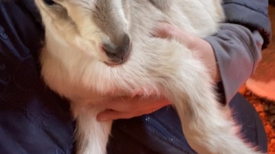 Baby goat Bones (born 2026)