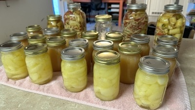 Canned apples from the 2024 season