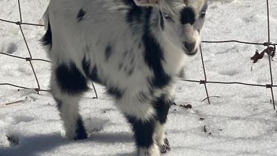 The baby goat Betty Blue-eyes discovers snow for the first time (born 2026)