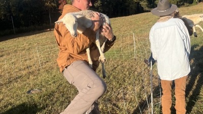 A man in a brown jacket carefully carries a sheep while stepping over an electric fence in a grassy pasture. Another person stands nearby holding a second sheep. The scene is bathed in morning light, surrounded by trees and open farmland.