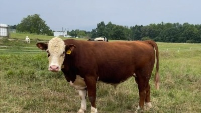 Our Hereford bull