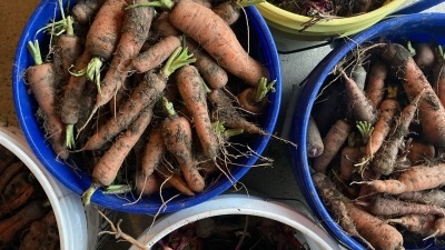 Winter harvest