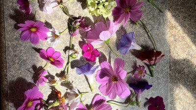 Assorted pink, purple, and white flowers freshly harvested from the garden