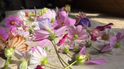 Colorful assortment of freshly picked flowers displayed together.