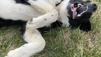 Biggin’ was a stray dog that showed up to the homestead and made it her home, too. She sprawls playfully in the grass begging for belly rubs all the time!