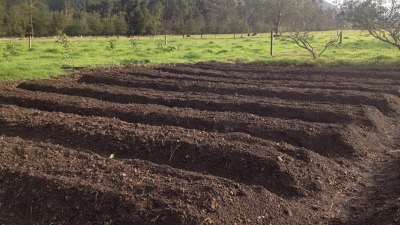 Deep black loamy soil after years of looking after it.