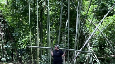 Female bamboo farmer 