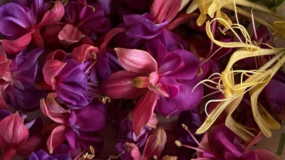 Fuchsia Flowers, Mint leaves and wild Honeysuckle from my cousin’s garden  