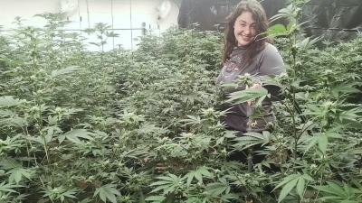 Hemp plants