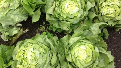 Lettuce