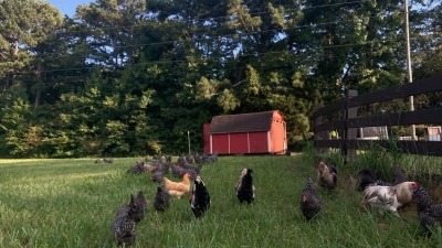 Our flock of chickens 