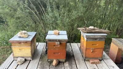 Honey bees. 