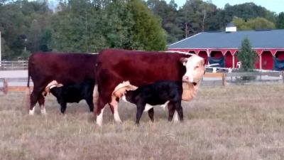Cows/calves 