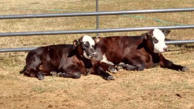 Baldy calves