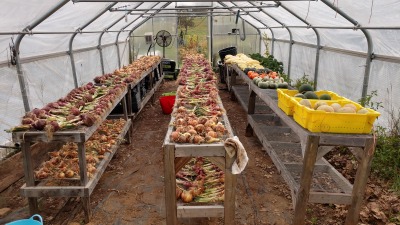 Fall onion and squash harvest, AMI Farm 2020