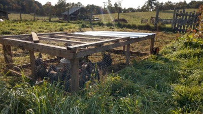 Pasture raised broiler chickens, AMI Farm 2020