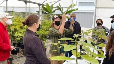 Kelli leading a grafting demo on Avocado
