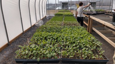 Winter plant starts, Waynesboro Farm 2021