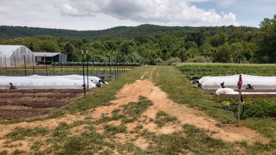 Mixed vegetable farm in production late Spring, Waynesboro Farm 2021