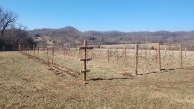 Trellis installation project