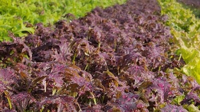 Winter greens for chefs. 